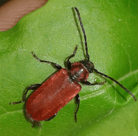 Cerambycidae : Pyrrhidium sanguineum? S.